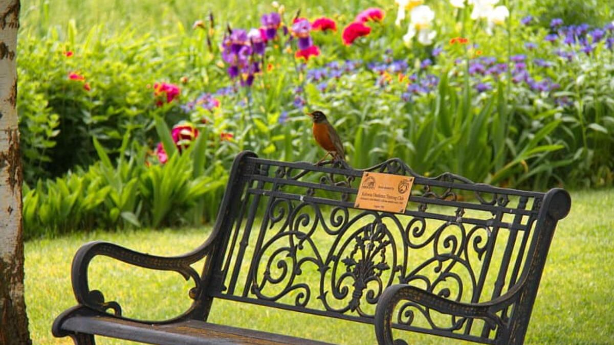 A bird on the bench at Benvoulin gardens.