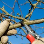 Pruning Workshop with Mary Caron